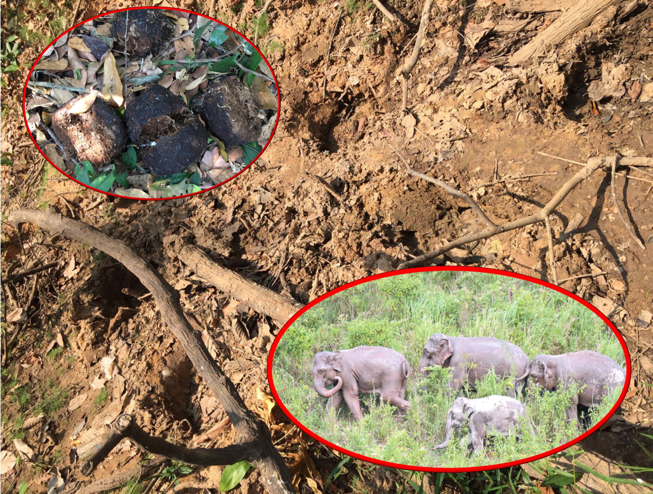 Elephants’ Tracks have been found near Techo Sen Russey Treb Park of Royal Academy of Cambodia