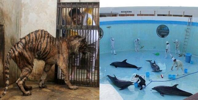 Pictures Expose Reality Of Zoos Which They Always Hide From Us